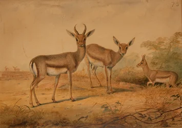Gazelle persane